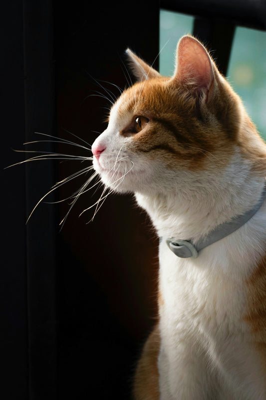 Chat roux assis regardant au loin balise GPS