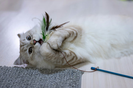 Chat blanc jouant avec jouet interactif intérieur