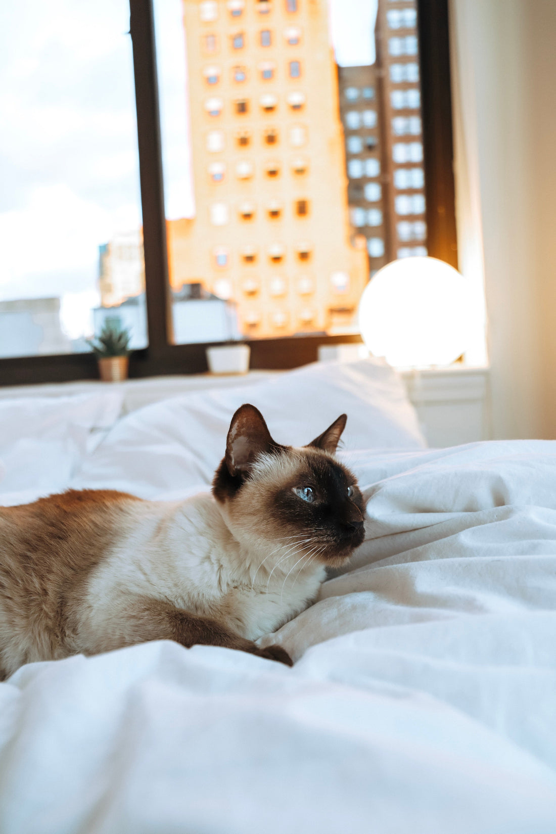 Poils de chat sur canapé comment les enlever