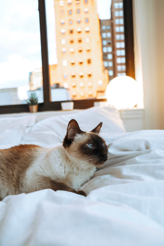 Poils de chat sur canapé comment les enlever