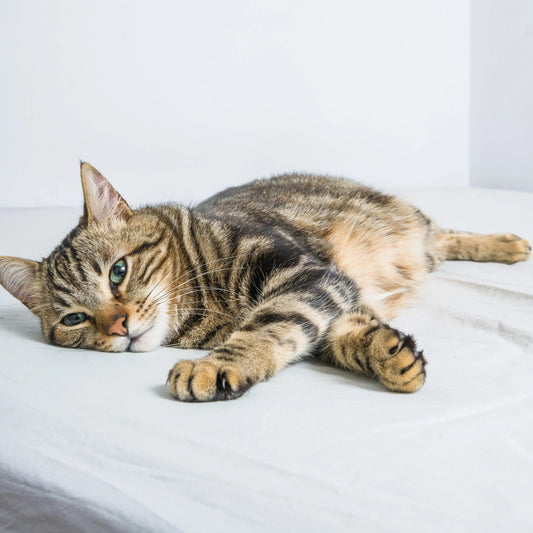 Chat détendu allongé bien-être à la maison